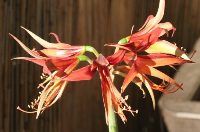 hippeastrum_4656.jpg