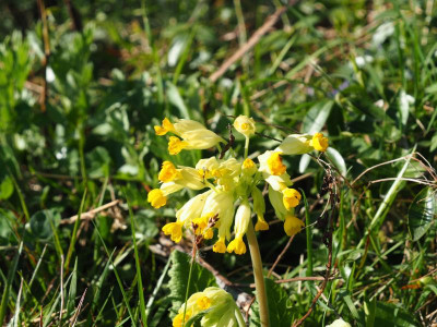 Primula veris subsp. macrocalyx P4110026.JPG