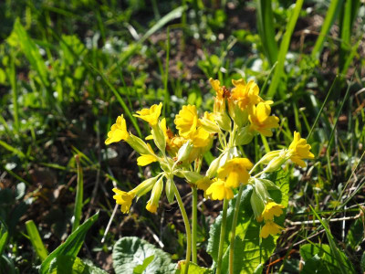 Primula veris P4110027.JPG