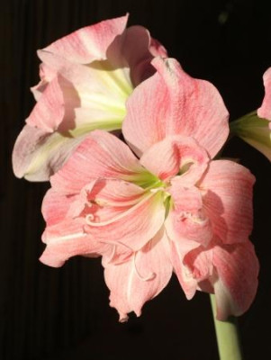 hippeastrum_4654.jpg