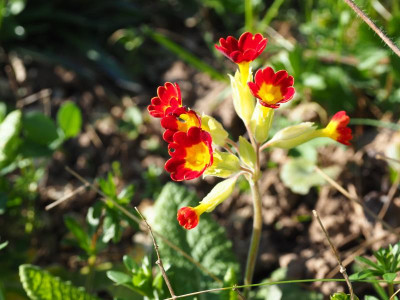 Primula veris fo. rubrifolia 1 P4110022.JPG