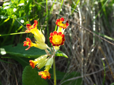 Primula veris fo. rubrifolia 2 P4110024.JPG