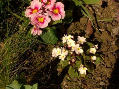 070311Primelvergleichkleiner.jpg