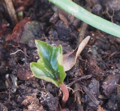 Cyclamen repandum 2018 f.jpg