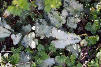 C.hederifolium nach dem Frost.jpg