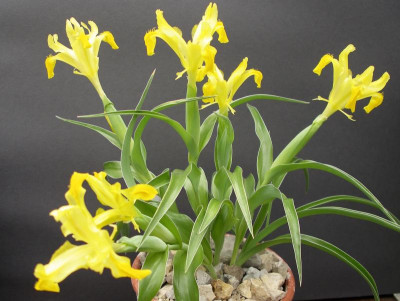 Iris orchioides 10.04.18.JPG
