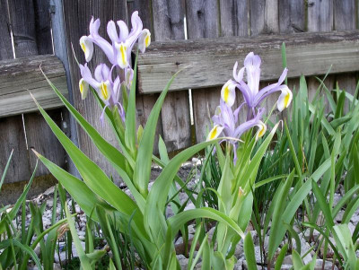 Iris vicaria 11.04.18.JPG