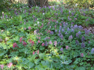 Corydalis 2018.jpg