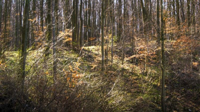 10.4.wald.jpg