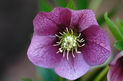 Helleborus_Martine_de_Smedt_1_11-03-2007.jpg