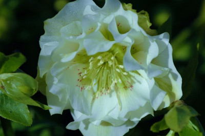 Helleborus_Het_Wilgenbroek1_11-03-2007.jpg