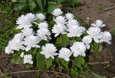 2018-04-12 Sanguinaria canadensis 'Multiplex' 1.jpg