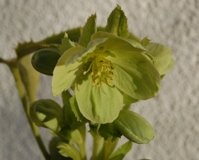 Helleborus_argustifolia_0010__0099.jpg