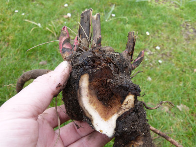 2018-04-12 Paeonia obovata 1.jpg