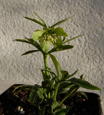 Helleborus_dumetorum_0020__0137.jpg