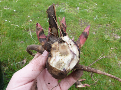 2018-04-12 Paeonia obovata 3.jpg