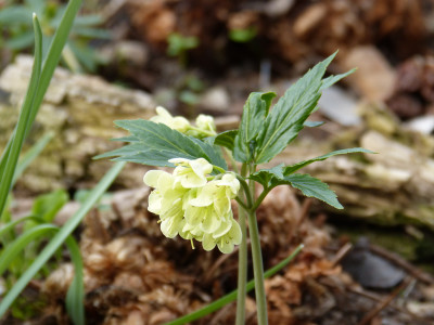 2018-04-12 Cardamine enneaphyllos.jpg
