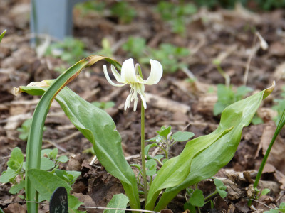 2018-04-12 Erythronium 'White Beauty'.jpg