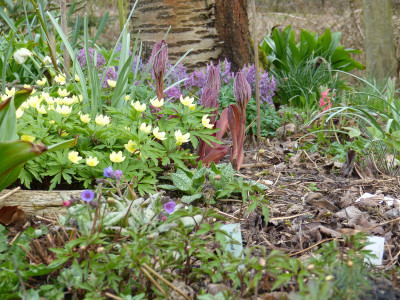 2018-04-12 Gartenimpressionen 1.jpg