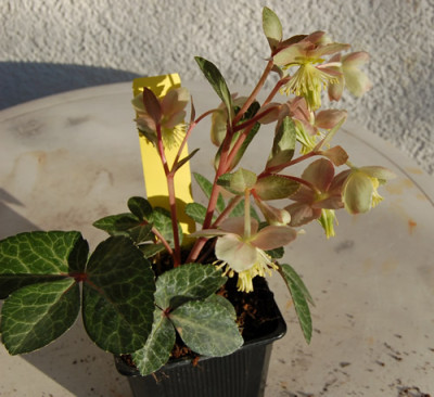 Helleborus_lividus_Silver_Edge_0030__0127.jpg
