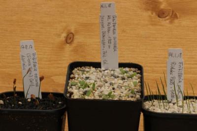 Fritillaria recurva + Gaillardia aristata + Frtillaria pudica.jpg