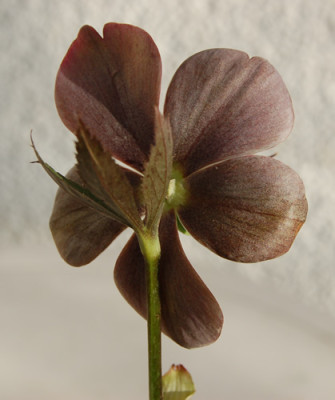 Helleborus_purpurascens_0040__0103.jpg