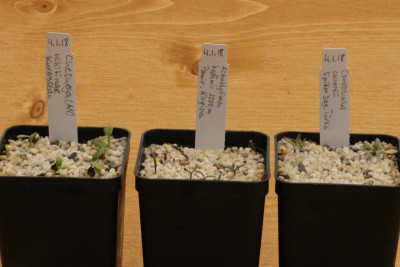 Chesneya nikitinae + Acantholimon hedinii + Convolvulus calvertii.jpg