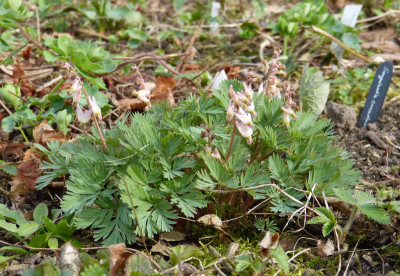 2018-04-12 Dicentra cucullaria 'Pink Punk'.jpg