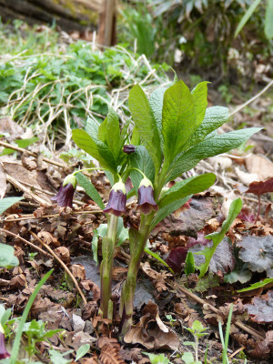 2018-04-12 Scopolia carniolica 'Zwanenburg'.jpg