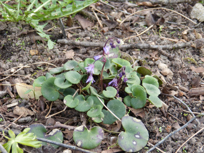 2018-04-12 Soldanella montana.jpg