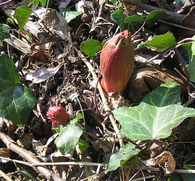 Paeonia_mlokosewitschii_fars_2007.jpg