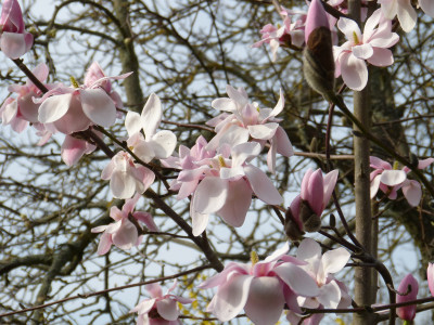 2018-04-12 Magnolia sprengeri var. sprengeri 2.jpg
