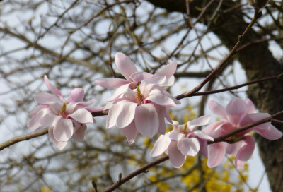 2018-04-12 Magnolia sprengeri var. sprengeri 3.jpg