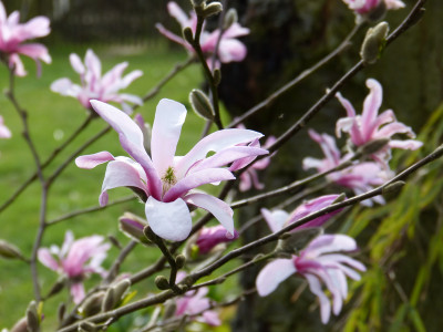 2018-04-12 Magnolia 'Leonard Messel' 3.jpg