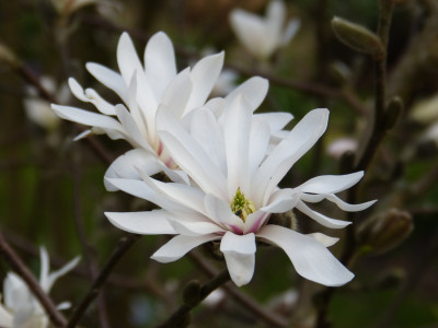 2018-04-12 Magnolia stellata 1.jpg