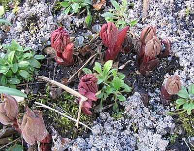 Paeonia_mlokosewitschii_Hybride_fars_2007.jpg