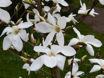 2018-04-12 Magnolia 'Wada's Memory' 2.jpg