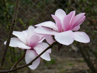 2018-04-12 Magnolia 'Westonbirt' 3.jpg