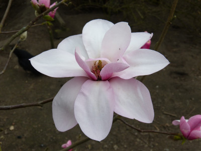 2018-04-12 Magnolia 'Westonbirt' 4.jpg