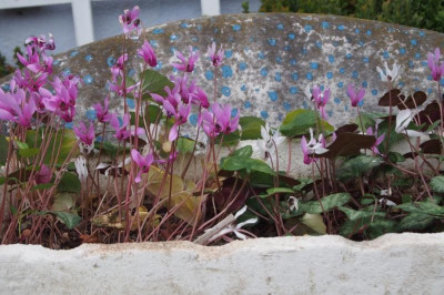 C.repandum Vollblüte.jpg