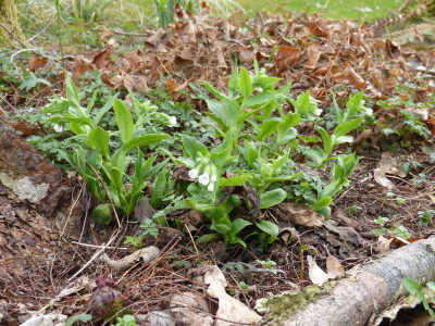 2018-04-12 Pulmonaria rubra Albocorallata.jpg