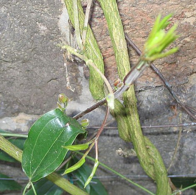 Clematis_armandii_fars_2007.jpg