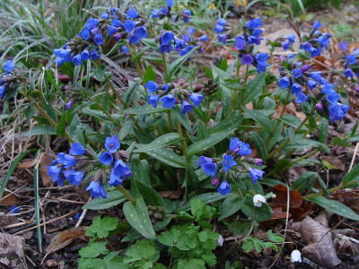 Pulmonaria angustofolia azurea.jpg
