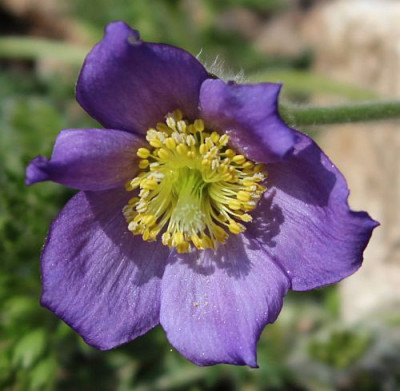 Pulsatilla violacea3 (2).jpg