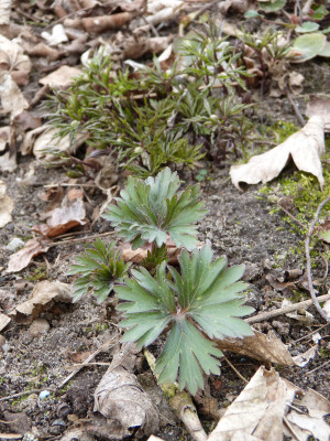 2018-04-12 Delphinium tricorne.jpg