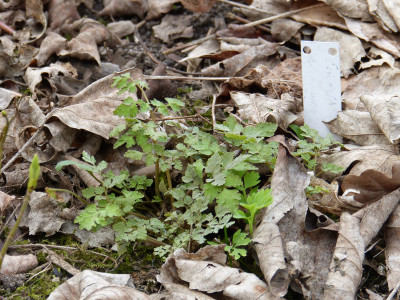 2018-04-12 Corydalis.jpg