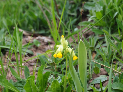 Primula veris am Hang P4120008.JPG