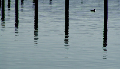 ente_attersee.jpg
