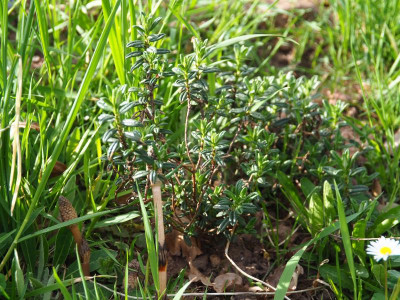 Helianthemum P4120020.JPG