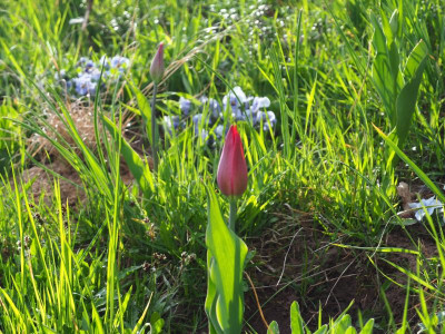 Tulipa am Hang P4120006.JPG